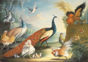 Two Peacocks, Doves, Chickens and a Rooster in a Parkland